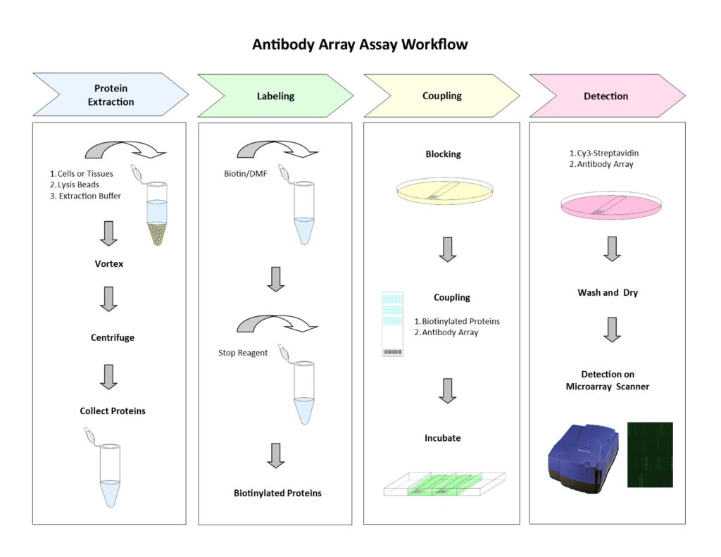 Antibody Array Assay Workflow