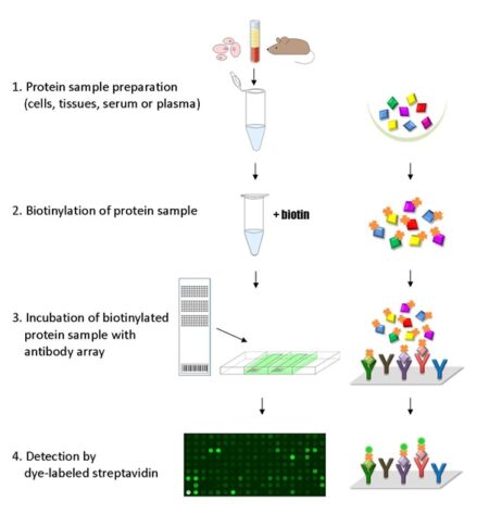 Antibody Array Assay Principle