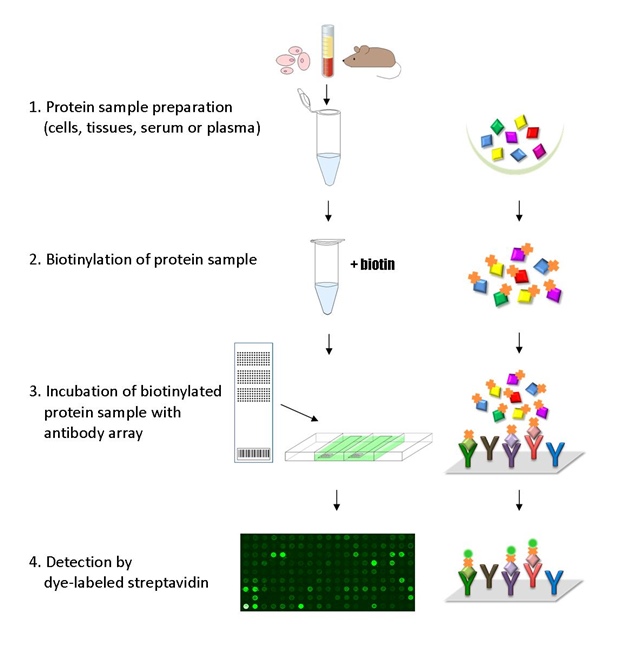 Antibody Array Assay Principle