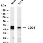 CD38 Rabbit Monoclonal Antibody