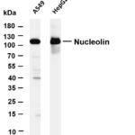 Nucleolin Rabbit Monoclonal Antibody