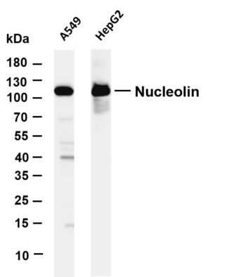 Nucleolin Rabbit Monoclonal Antibody