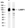 LAMP1 Rabbit Monoclonal Antibody