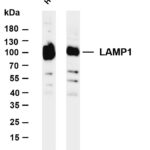 LAMP1 Rabbit Monoclonal Antibody