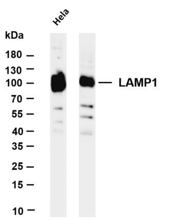 LAMP1 Rabbit Monoclonal Antibody