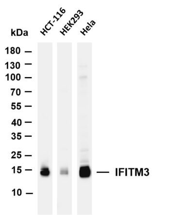 IFITM3 Rabbit Monoclonal Antibody