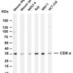 CD8 α Rabbit Monoclonal Antibody