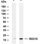 ISG15 Rabbit Monoclonal Antibody