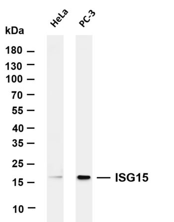 ISG15 Rabbit Monoclonal Antibody