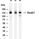 Rad21 Rabbit Monoclonal Antibody