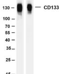 CD133 Rabbit Monoclonal Antibody