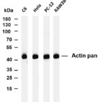 Actin pan Rabbit Monoclonal Antibody