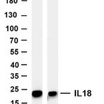 IL18 Rabbit Monoclonal Antibody