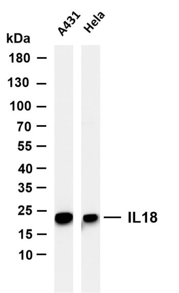 IL18 Rabbit Monoclonal Antibody