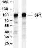 SP1 Rabbit Monoclonal Antibody