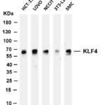 KLF4 Rabbit Monoclonal Antibody
