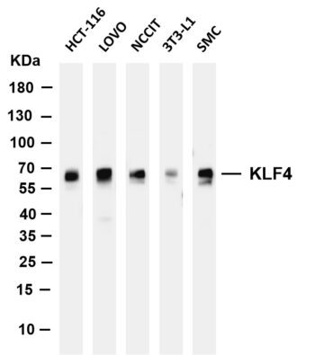 KLF4 Rabbit Monoclonal Antibody