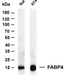 FABP4 Rabbit Monoclonal Antibody