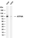 ATF6A Rabbit Monoclonal Antibody