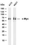 c-Myc Rabbit Monoclonal Antibody