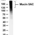Mucin 5AC Rabbit Monoclonal Antibody