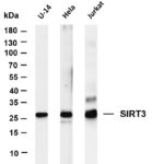 SIRT3 Rabbit Monoclonal Antibody