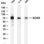 SOX9 Rabbit Monoclonal Antibody