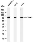 COX2 Rabbit Monoclonal Antibody