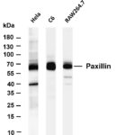 Paxillin Rabbit Monoclonal Antibody