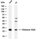 Histone H2A Rabbit Monoclonal Antibody