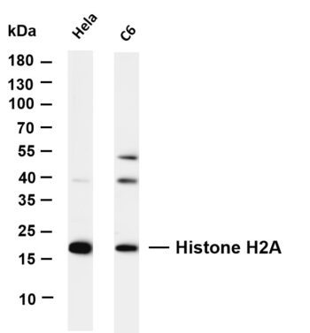 Histone H2A Rabbit Monoclonal Antibody