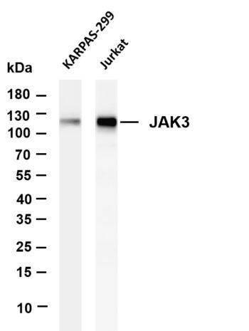 JAK3 Rabbit Monoclonal Antibody