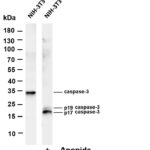 Cleaved Caspase-3 Rabbit Monoclonal Antibody