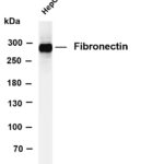 Fibronectin Rabbit Monoclonal Antibody