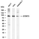 STAT3 Rabbit Monoclonal Antibody