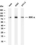 IKK α Rabbit Monoclonal Antibody