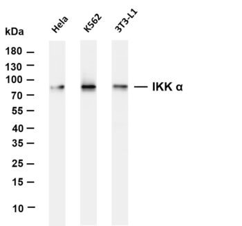IKK α Rabbit Monoclonal Antibody