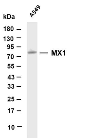 MX1 Rabbit Monoclonal Antibody