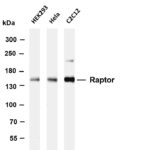 Raptor Rabbit Monoclonal Antibody