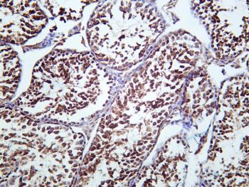 Hsp90 Rabbit Monoclonal Antibody - Image 2