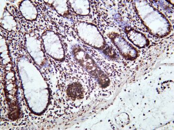 Histone H4 Rabbit Monoclonal Antibody - Image 2