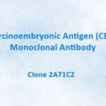 Carcinoembryonic Antigen (CEA) Monoclonal Antibody, 2A71C2