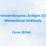 Carcinoembryonic Antigen (CEA) Monoclonal Antibody, 2E2H4