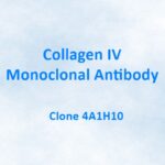 Collagen IV Monoclonal Antibody, 4A1H10