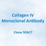 Collagen IV Monoclonal Antibody, 5D6C7