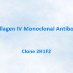 Collagen IV Monoclonal Antibody, 2H1F2