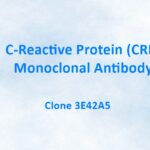 C-Reactive Protein/CRP Monoclonal Antibody, 3E42A5
