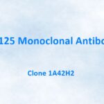 CA125 Monoclonal Antibody, 1A42H2