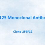 CA125 Monoclonal Antibody, 2F6F12