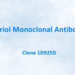 Estriol Monoclonal Antibody, 1D925D